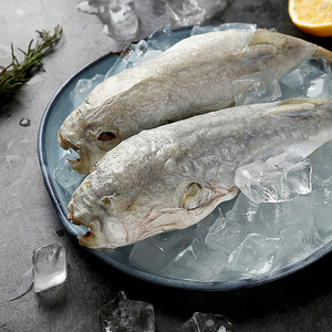 河豚鱼食用已处理大号养殖淡水鱼速冻冰鲜生鲜鱼非野生鱼杀前400g68
