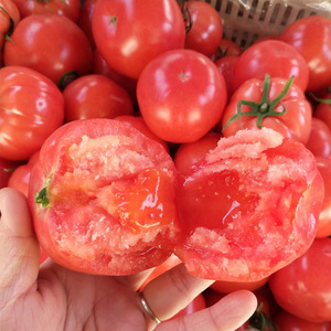 西红柿新鲜番茄自然熟非有机水果5斤沙瓤农家普罗旺斯生吃大柿子24.9
